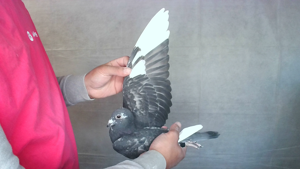 Pigeon image