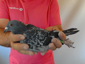 Pigeon image