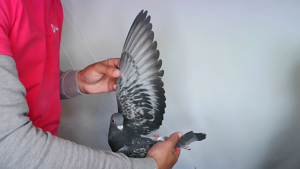Pigeon image