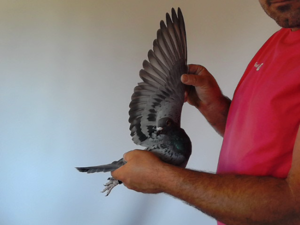 Pigeon image
