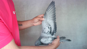 Pigeon image