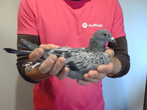 Pigeon image