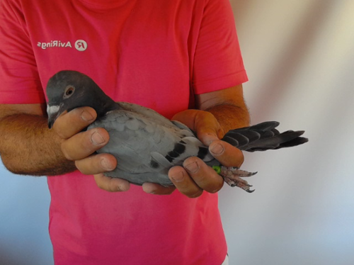 Pigeon image