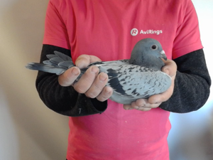 Pigeon image