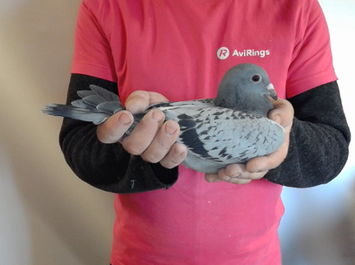 Pigeon image