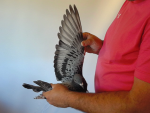 Pigeon image