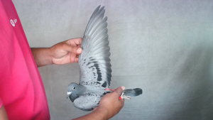 Pigeon image