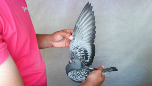 Pigeon image