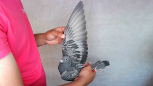 Pigeon image