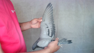 Pigeon image