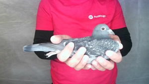 Pigeon image