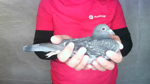 Pigeon image