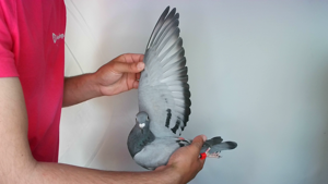 Pigeon image