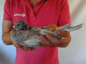 Pigeon image