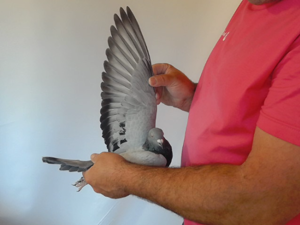 Pigeon image
