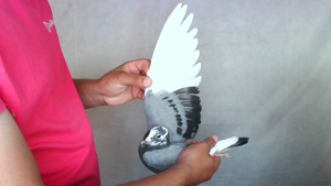 Pigeon image