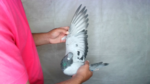 Pigeon image