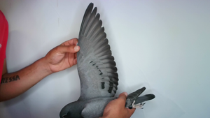 Pigeon image