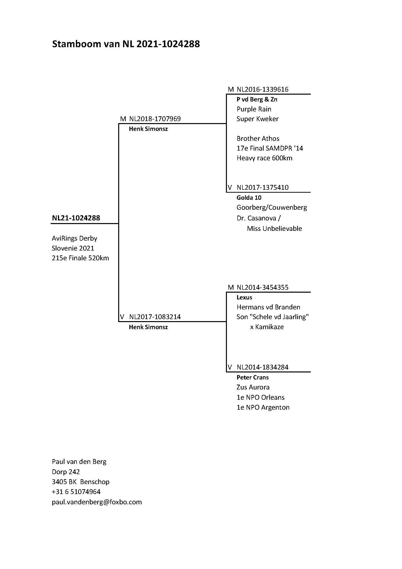 Pigeon pedigree image