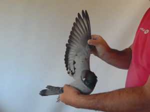 Pigeon image