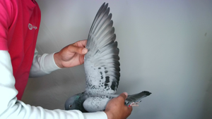 Pigeon image