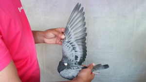 Pigeon image