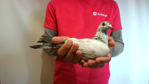 Pigeon image