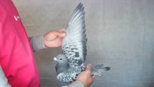 Pigeon image