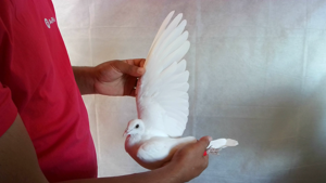 Pigeon image