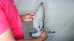 Pigeon image