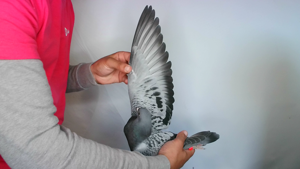 Pigeon image