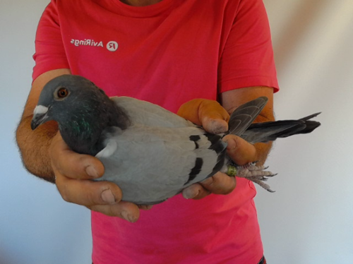 Pigeon image