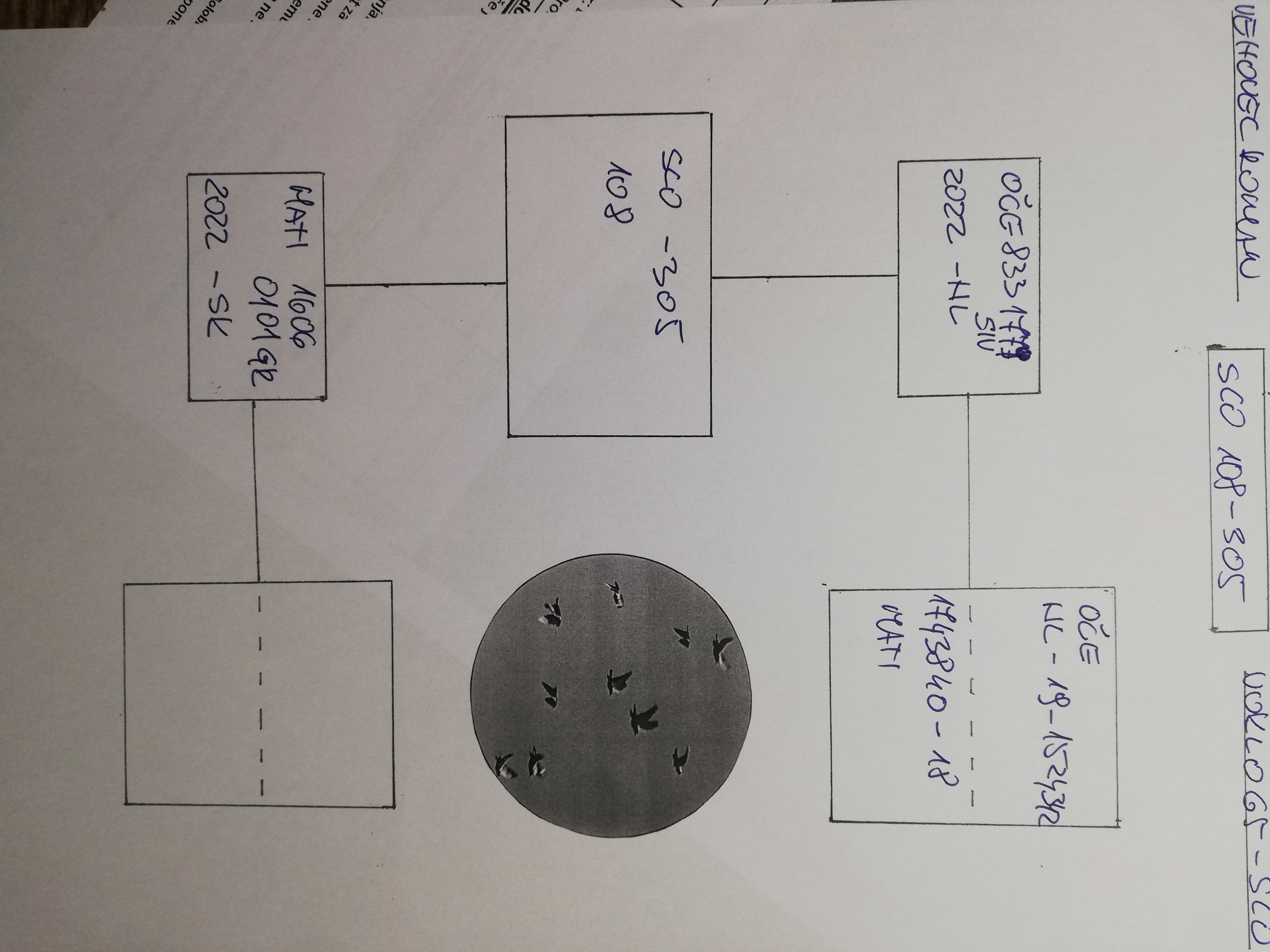 Pigeon pedigree image