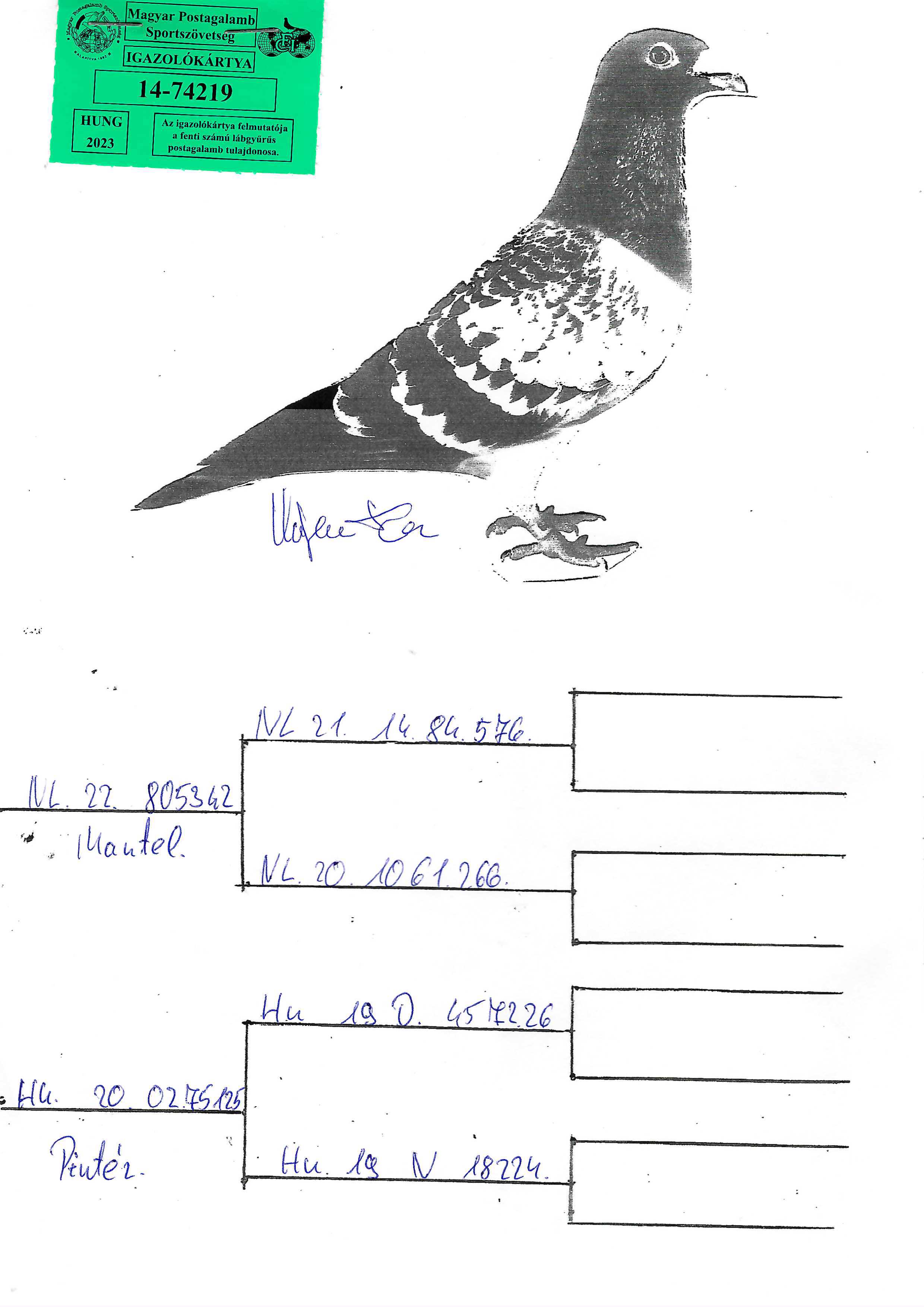 Pigeon pedigree image
