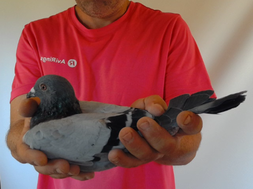 Pigeon image
