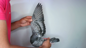 Pigeon image