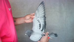 Pigeon image