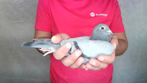 Pigeon image