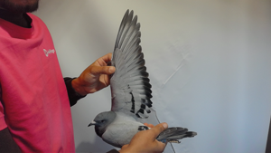 Pigeon image