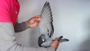 Pigeon image