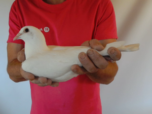 Pigeon image