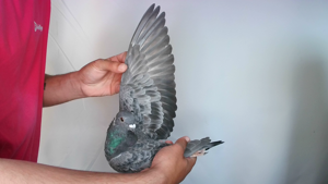 Pigeon image