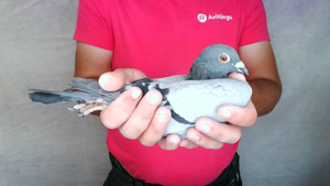 Pigeon image