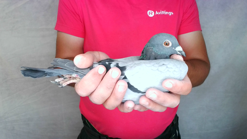 Pigeon image