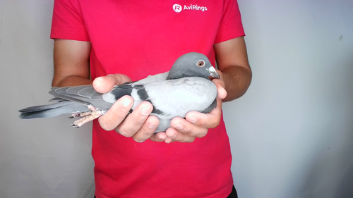 Pigeon image