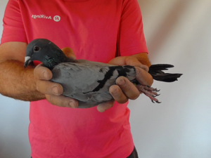 Pigeon image