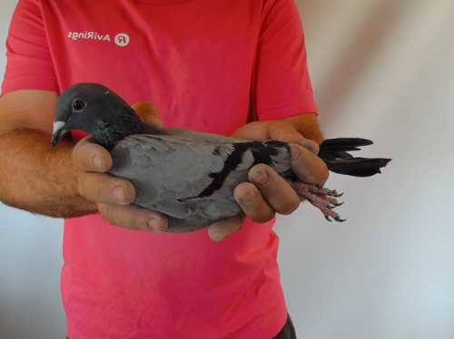 Pigeon image