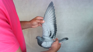 Pigeon image