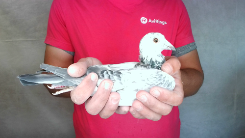 Pigeon image