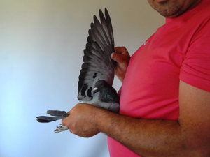 Pigeon image